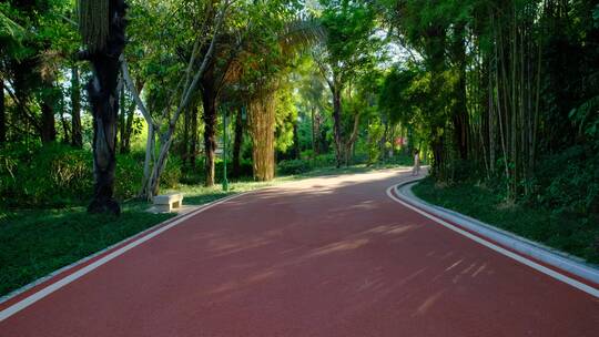 树林 森林跑道 林间小路 林荫大道