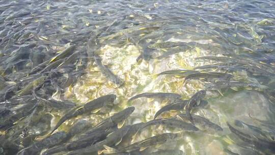 青海湖 湟鱼 密集 鱼 保护动物