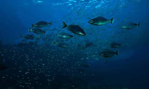 海洋生物 鱼群 深海