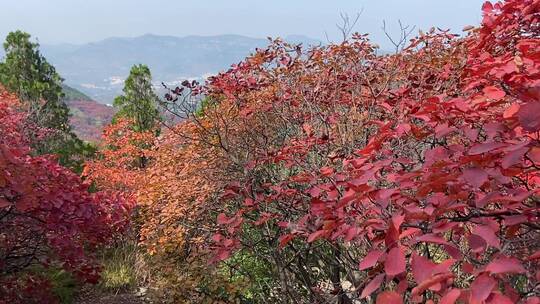 济南红叶谷景区，红叶满山迎来最佳观赏