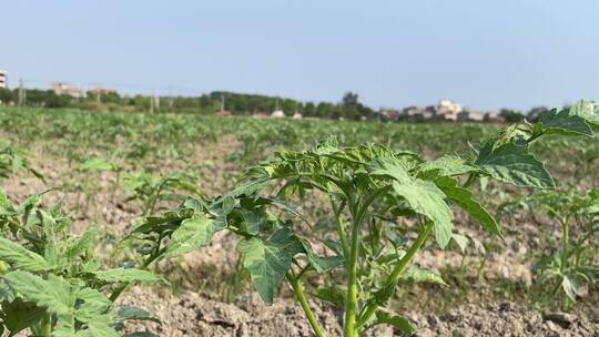 种植西红柿农耕菜田4K实拍视频