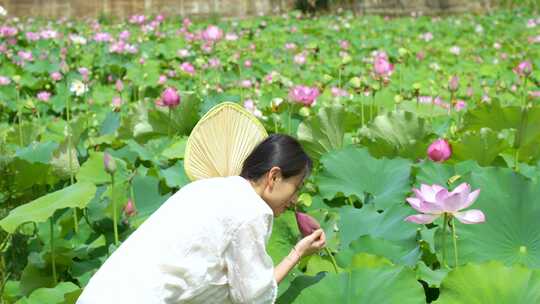 荷花池塘古风唯美少女汉服意境游玩白粉色