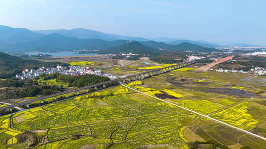 初春乡间油菜花田航拍延时