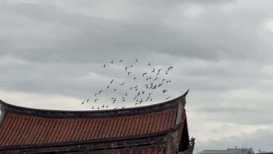 阴天鸽子天空飞鸟古建筑屋顶一群鸟儿飞过