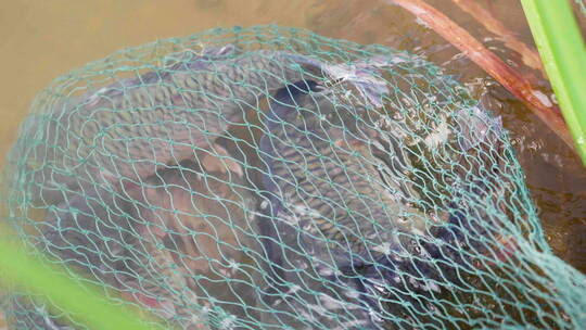 渔网中的鱼