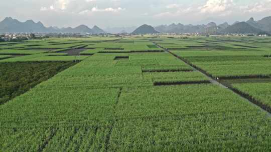 黑皮甘蔗基地航拍