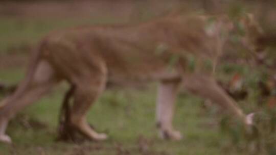 母狮潜行视频素材模板下载