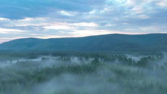 航拍黄昏下的云雾森林