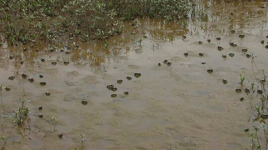 航拍生态湿地螃蟹