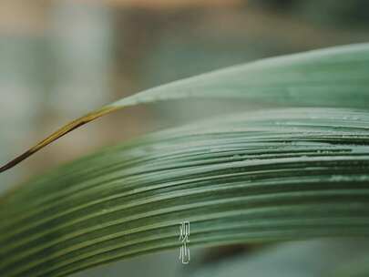 静以观心 寺院茶会