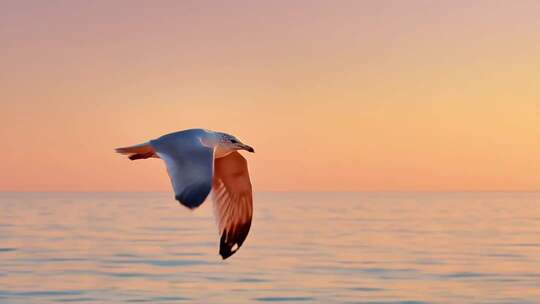 海面海鸥飞翔日出景象