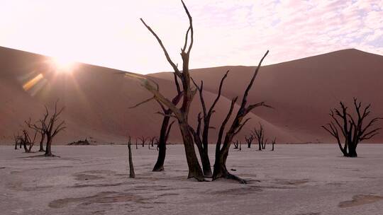 沙漠中的枯树和沙丘