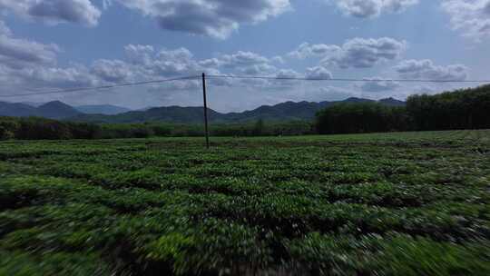 茶园航拍空镜