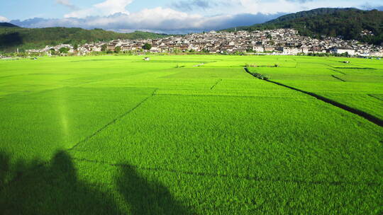 夏天和顺古镇前的绿色稻田