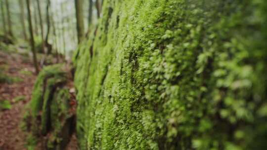 苔藓，表面，岩石，石头