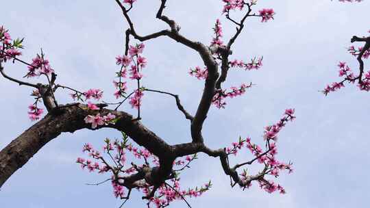 春天果园桃树桃花盛开