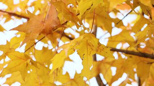 秋天的黄树叶  五角枫