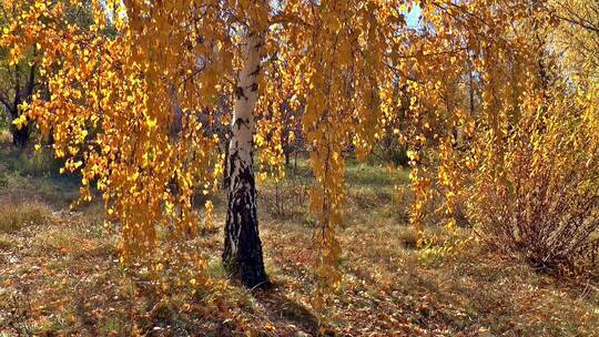 秋天微风下摇曳的金黄色的树木