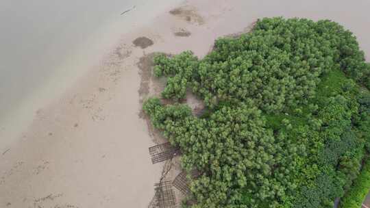 海湾滩涂边的无瓣海桑树航拍