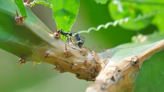 火龙果树上的蚂蚁