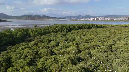 惠州盐洲海洋湿地公园-红树林湿地风光