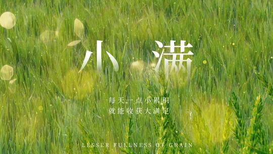 原创小满二十四节气麦田绿色片头AE视频模板