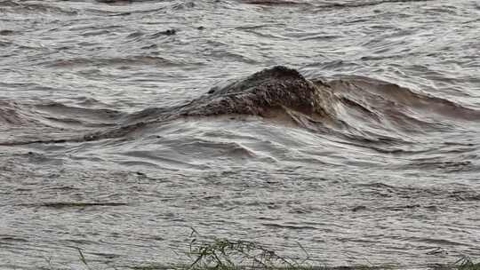 实拍暴雨后洪水 山洪  泥石流