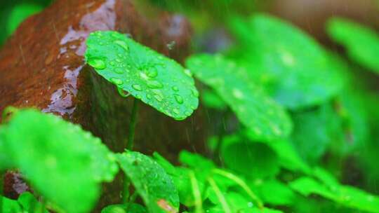 春天春雨中的铜钱草