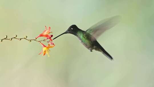 蜂鸟，吸吮花蜜，鸟，翅膀