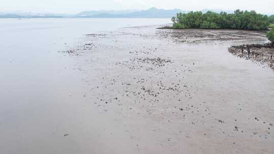 深圳湾退潮生态环境航拍