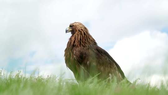 草原上活动的老鹰