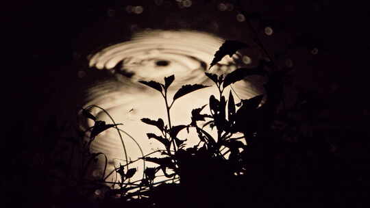 夜晚水中月亮月球倒影剪影蛙鸣