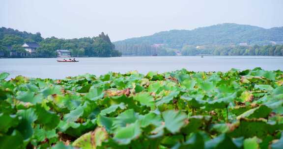 西湖秋拍 荷花西湖 西湖游船  湖上小船