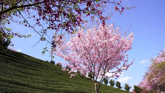 樱花树 茶园樱花美景 浪漫樱花茶园