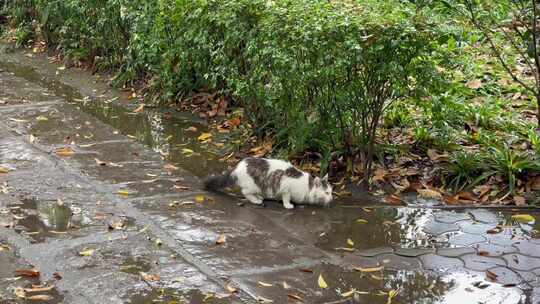 下雨天流浪猫喝水走开