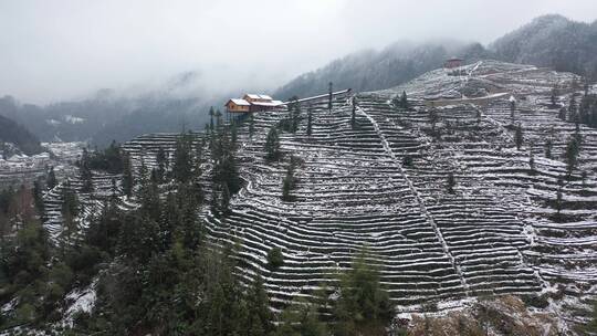 航拍茶园冬季雪景冰雪覆盖洁白世界