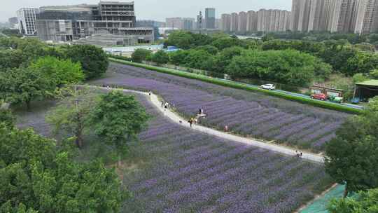 航拍福建福州城市花海公园