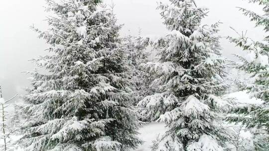 白雪皑皑的冬日森林