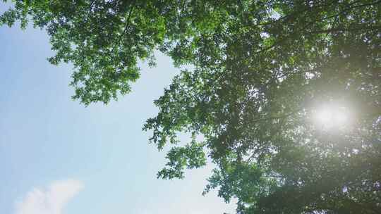 蓝天白云阳光透过树叶树木