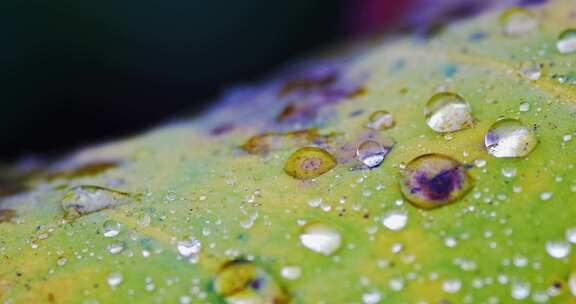 雨后荷叶上的露水珠