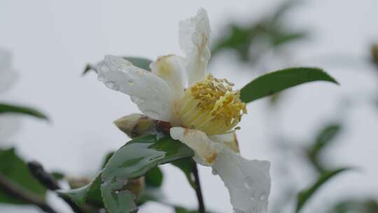 山茶树山茶果视频宣传片素材