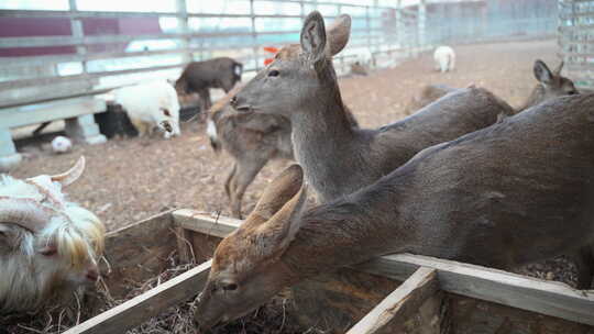 羊和鹿在吃枯草冬季养殖业牧场