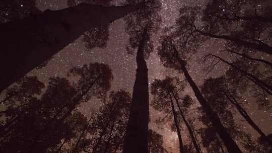 延时拍摄夜晚树林星空斗转星移