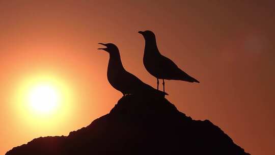 黄昏下两只海鸥站在石头上的剪影