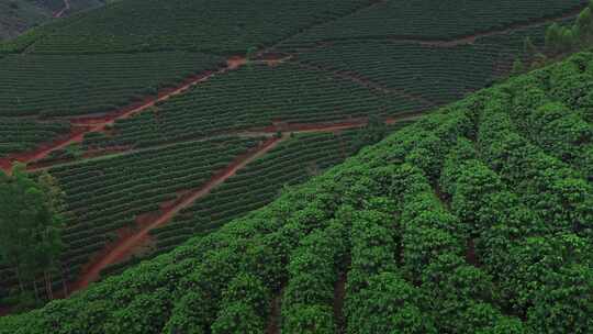 咖啡种植生产基地