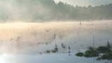 清晨湖面雾气高清在线视频素材下载