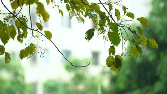 春天雨中的植物树叶4k视频素材