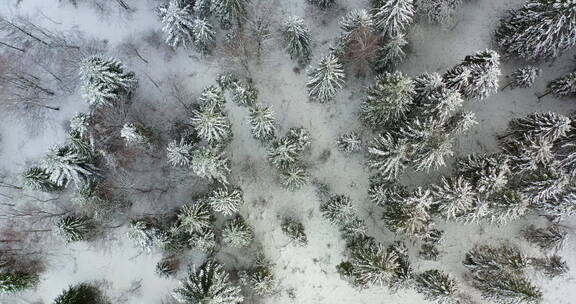 白雪覆盖的森林鸟瞰