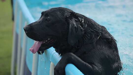 拉布拉多犬 游泳