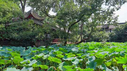 成都武侯祠博物馆荷塘中式园林和古建筑